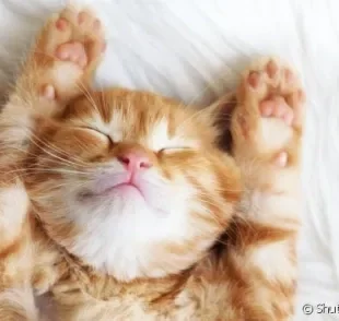 Sim, gatos são capazes de ter sonhos sempre que dormem!