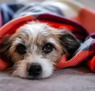 A hepatite infecciosa é causada por um vírus e que acomete o fígado dos cachorros