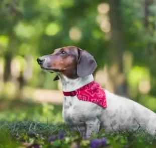 A hérnia de disco em cães é mais comum em determinadas raças, como o Dachshund