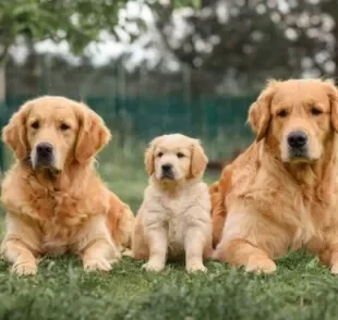 Dependendo da idade de cachorro, o animal fica mais propenso a desenvolver certas doenças