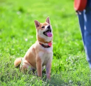 O adestramento de cães é uma forma de educar e ensinar comandos para o animal