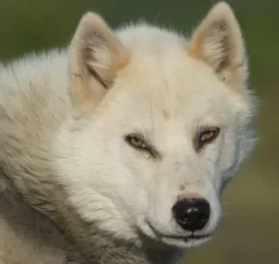 As relações em uma matilha de cães é diferente do que muita gente imagina