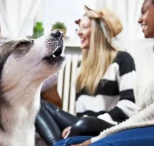 O cachorro latindo para as visitas é explicado por instintos territorialistas e de proteção