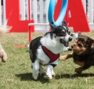 O parcão é um ambiente de diversão e socialização para todos os cães