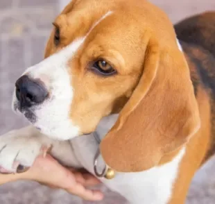 O cachorro com mau cheiro nas patas pode ter diversos motivos, mas é dá para amenizar o odor com medidas simples