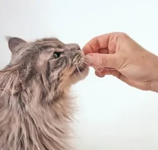 Os petiscos para gatos são adorados pelos felinos, mas você sabia que alguns ajudam a limpar os dentes deles?