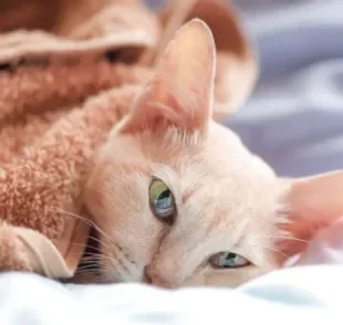 Pneumonia em gatos é um quadro perigoso que pode deixar o gato com catarro no pulmão e a respiração prejudicada