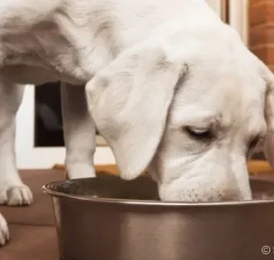 
A forma tradicional de servir a ração é em comedouros, mas você sabe como escolher o tipo mais adequado para o seu cão?
