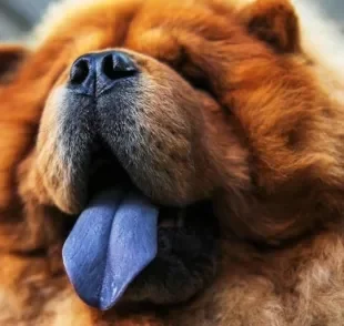 Cachorro de língua azul: além da explicação científica, outras teorias foram criadas sobre o Chow Chow