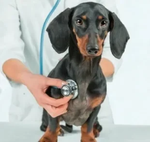 O cachorro com sopro no coração ou outros problemas cardíacos precisa de acompanhamento veterinário frequente