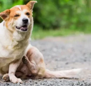 A sarna em cachorro causa muita coceira, vermelhidão e queda de pelos