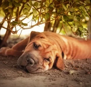 O Shar Pei é um cachorro de origem chinesa que já quase foi extinto. Saiba mais!