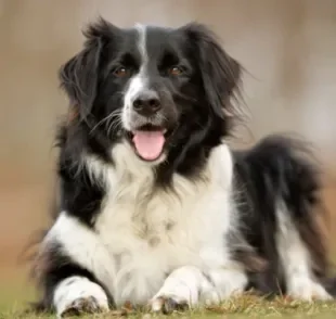 O cachorro de cada signo tem características comportamentais de acordo com seu mapa astral