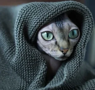 O Sphynx, famoso gato sem pelo, sente bastante frio e deve ser aquecido no inverno