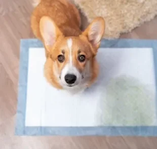 O tapete higiênico para cachorro é perfeito para cuidar das necessidades dos pets, mas será que é sustentável?