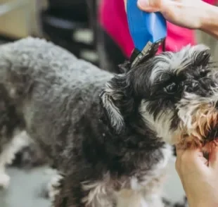 A tosa Schnauzer é uma das preferidas entre tutores porque mantém a aparência única da raça de maniera higiênica