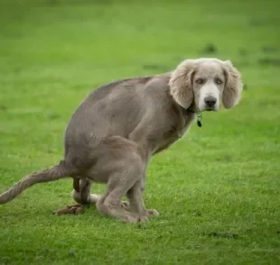 O cocô de cachorro saudável tem a coloração marrom e consistência firme