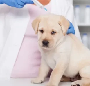 A vacina para cachorro filhote protege o animal de doenças graves por toda a vida