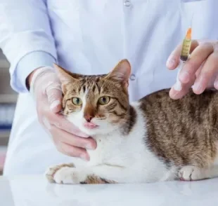 As vacinas para gatos não podem sofrer nenhum tipo de atraso, ou isso vai comprometer a saúde do pet