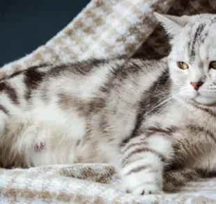 A dieta durante a gestação de gato deve garantir que nenhum nutriente fundamental para mãe e filhote fique em falta