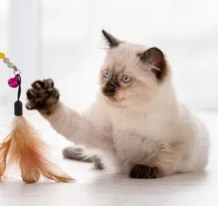 A varinha para gatos, assim como outros brinquedos, podem ajudar a estimular os instintos do animal