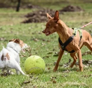  A briga de cães pode ser interrompida com algumas estratégias simples 