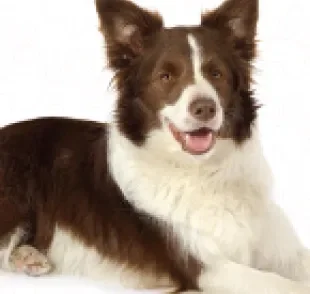 O Border Collie é um cão com inteligência notável, muito companheiro e com várias outras qualidades