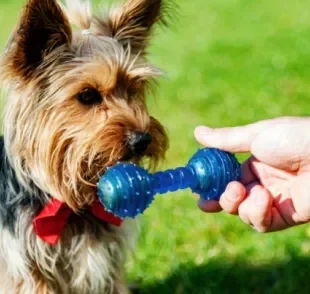 Certos brinquedos para cachorro não despertam a curiosidade do pet e ele pode deixar de brincar por isso