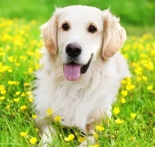 O cachorro com língua de fora é normal após exercícios, mas também pode ser sinal de problemas respiratórios