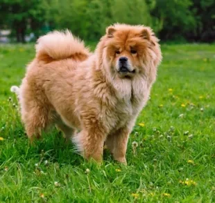 O pelo de cachorro duplo, presente em raças como o Chow Chow, ameniza o frio