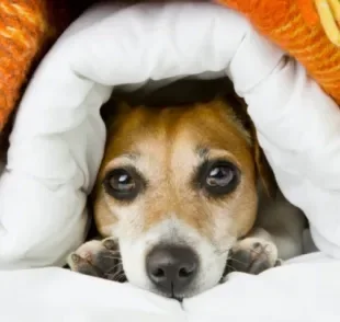 A gripe em cachorro é uma doença comum no inverno que pode deixar o sistema imune do animal debilitado