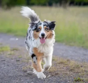 O cachorro merle tem uma pelagem com aspecto marmorizado e manchado