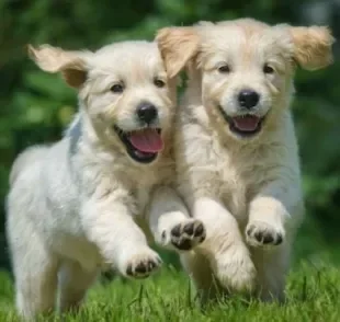 Será que dois cachorros irmãos podem cruzar ou se isso traz perigos à saúde dos filhotes?