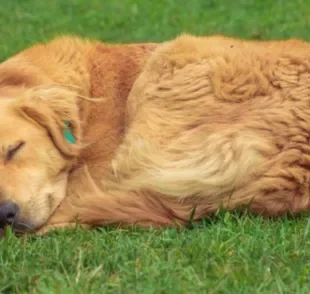 O cachorro pode dormir no quintal desde que tenha cuidados especiais que garantam seu conforto e segurança