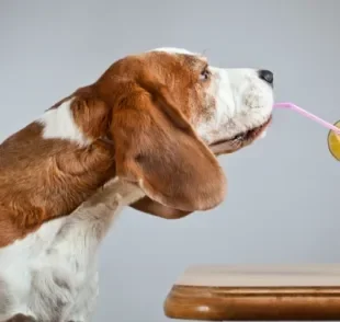 O cachorro pode beber suco se seguir algumas orientações epeciais