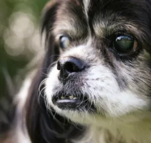 A cegueira em cachorro pode ser causada por diferentes doenças que afetam o olho do animal