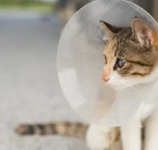 Colar elizabetano: gatos precisam do acessório em cirurgias ou tratamentos em que o pet não pode lamber parte do corpo