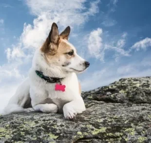 A coleira com identificação é necessária para evitar que o seu cachorro se perca