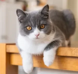  Saber como educar gato que sobe na mesa é importante para evitar sujeiras e acidentes 