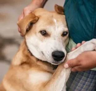  O resgate de animais deve ser feito com cautela 