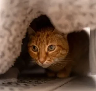 O gato se escondendo é um comportamento que serve para se proteger e fugir de situações estressantes