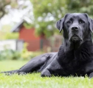 A displasia de quadril em cães é uma doença que prejudica a locomoção do animal