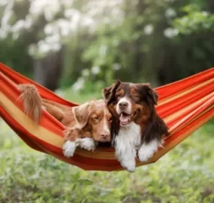 A rede para cachorro é um acessório que promove conforto e segurança para o pet descansar