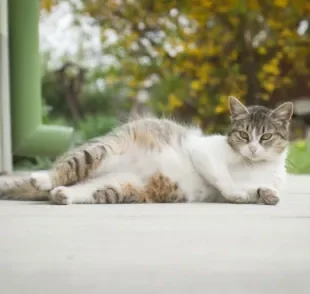 A gestação de gato deve ser diagnosticada por um médico veterinário, e não apenas por testes