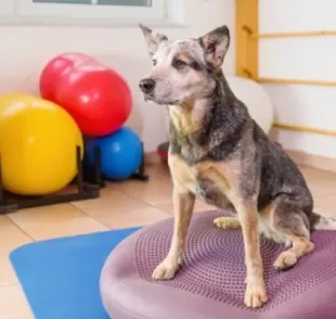 A fisioterapia para cachorro devolve a autonomia e promove maior qualidade de vida ao pet