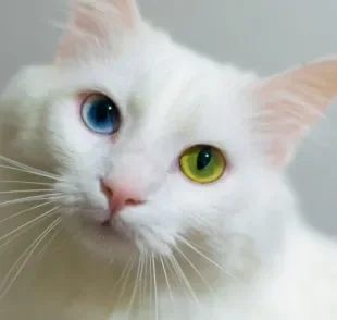 O gato com heterocromia pode nascer com a condição ou desenvolvê-la ao longo da vida