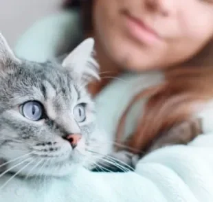 Existe um gato de cada signo baseado na sua personalidade