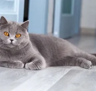 O gato British Shorthair mais popular é o cinza, embora existam outras cores de pelos