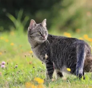 Gato é mamífero? Descubra tudo sobre esse grupo de animais