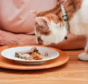 Gato pode comer frango, desde que o alimento não esteja cru